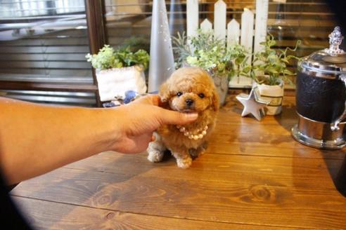 成約済の埼玉県のトイプードル-56387の4枚目