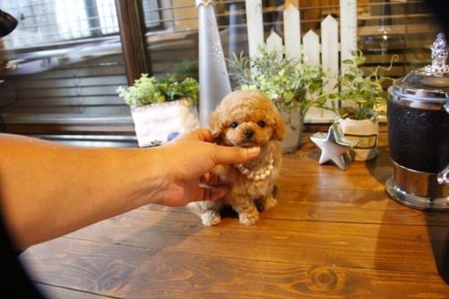 成約済の埼玉県のトイプードル-56387の3枚目