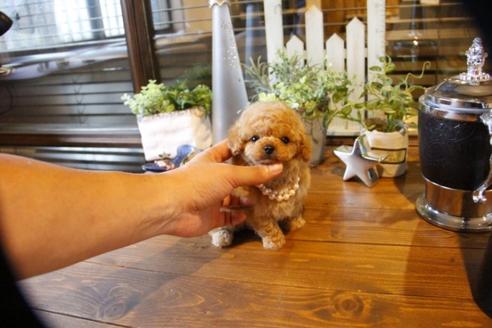 成約済の埼玉県のトイプードル-56387の2枚目