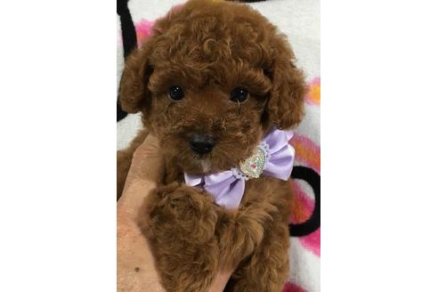 成約済の静岡県のトイプードル-56775の1枚目