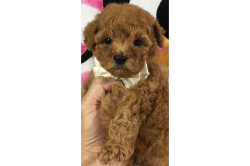 成約済の静岡県のトイプードル-56777の1枚目
