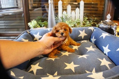 成約済の埼玉県のトイプードル-56776の4枚目