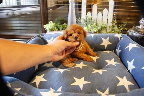 成約済の埼玉県のトイプードル-56776の3枚目