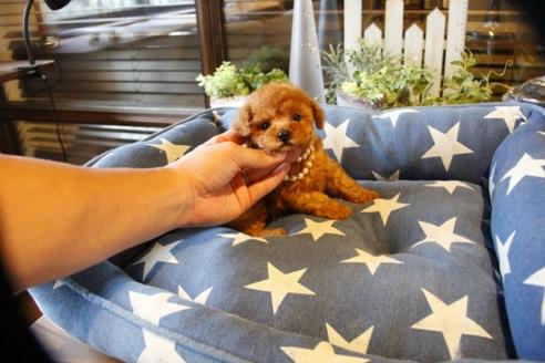 成約済の埼玉県のトイプードル-56776の2枚目