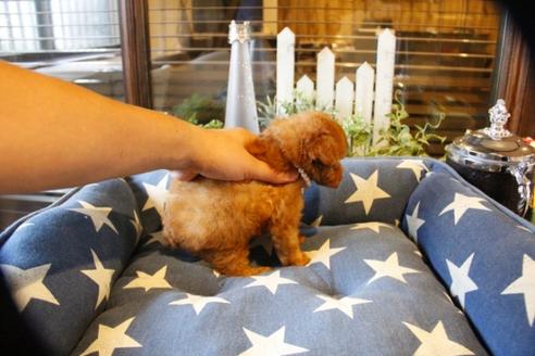 成約済の埼玉県のトイプードル-56776の1枚目