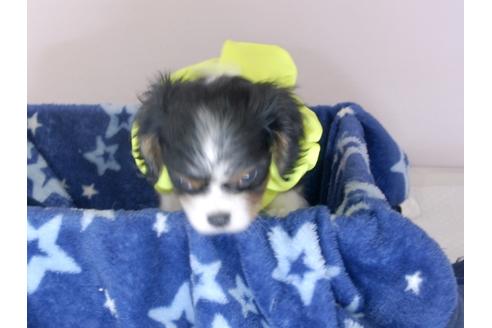 成約済の埼玉県のキャバリアキングチャールズスパニエル-55766の1枚目