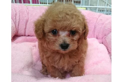 成約済の愛知県のトイプードル-56837の5枚目