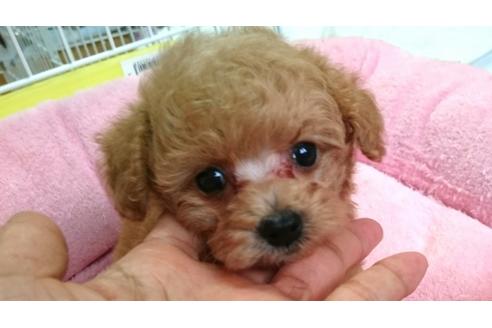 成約済の愛知県のトイプードル-56837の4枚目