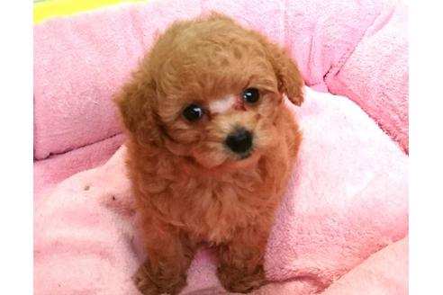 成約済の愛知県のトイプードル-56837の3枚目