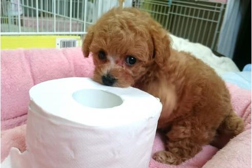 成約済の愛知県のトイプードル-56837の1枚目