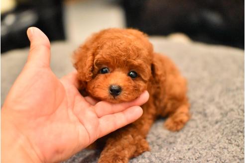 成約済の茨城県のトイプードル-56841の3枚目
