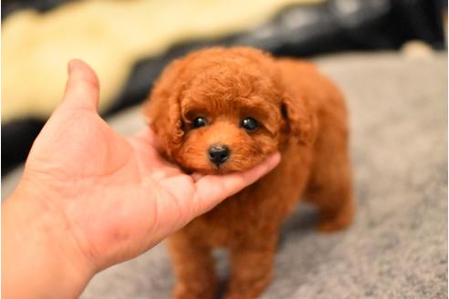 成約済の茨城県のトイプードル-56841の2枚目