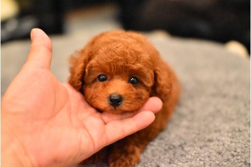 成約済の茨城県のトイプードル-56841の1枚目