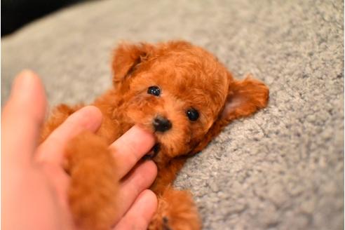 成約済の茨城県のトイプードル-56842の6枚目