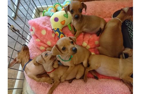 埼玉県のミニチュアピンシャー ミニピン 男の子 18 07 25生まれ レッド 子犬id ブリーダーナビ