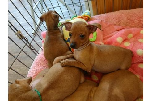 埼玉県のミニチュアピンシャー ミニピン 男の子 18 07 25生まれ レッド 子犬id ブリーダーナビ