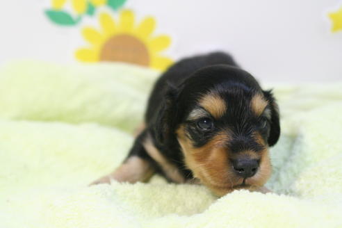 成約済の京都府のミニチュアダックスフンド(ロングヘアード)-56888