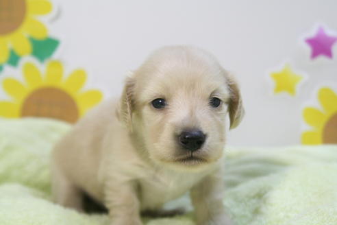 成約済の京都府のミニチュアダックスフンド(ロングヘアード)-56890