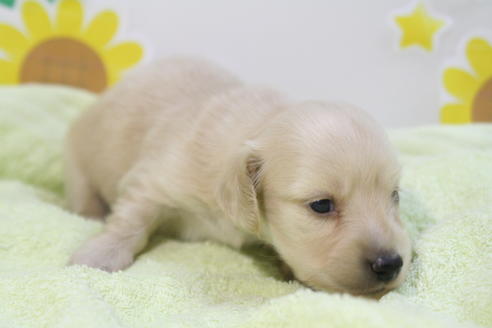 成約済の京都府のミニチュアダックスフンド(ロングヘアード)-56890の3枚目