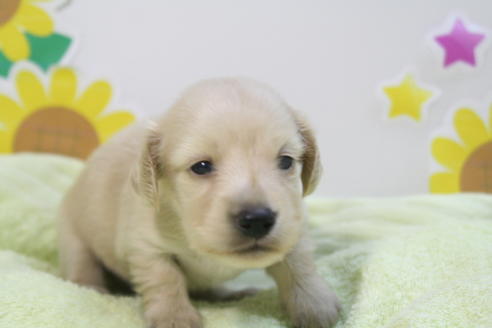 成約済の京都府のミニチュアダックスフンド(ロングヘアード)-56890の2枚目