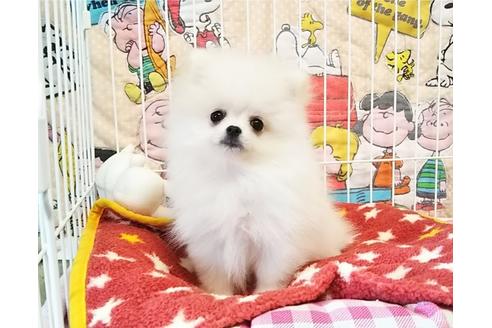 成約済の秋田県のポメラニアン-55705の5枚目