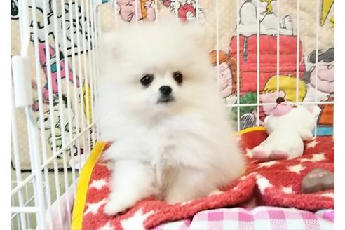 成約済の秋田県のポメラニアン-55705の3枚目