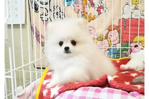 成約済の秋田県のポメラニアン-55705の2枚目