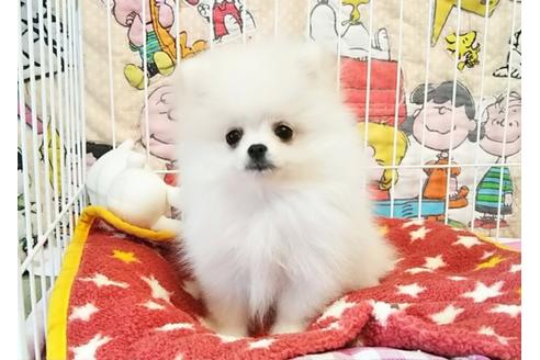成約済の秋田県のポメラニアン-55705の1枚目