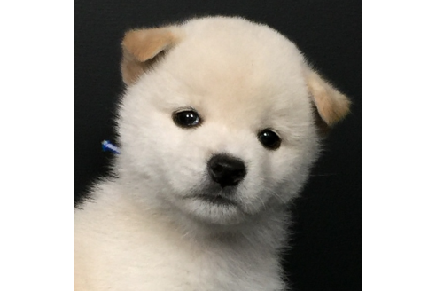 成約済の愛知県の柴犬-56900の3枚目