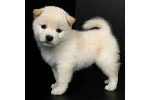 成約済の愛知県の柴犬-56900の1枚目