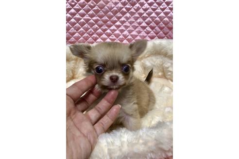 成約済の大阪府のチワワ(ロングコート)-56907の2枚目