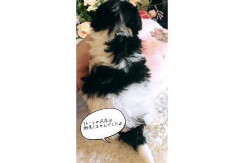 成約済の愛媛県のトイプードル-56919の2枚目