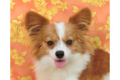 成約済の千葉県のパピヨン-56921の1枚目