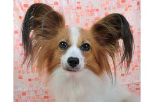 成約済の千葉県のパピヨン-56922の1枚目