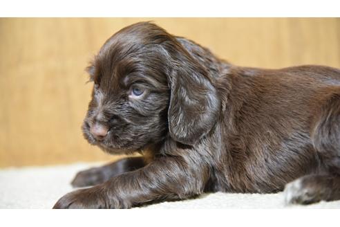 成約済の栃木県のイングリッシュコッカースパニエル-56927の2枚目