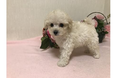 成約済の大阪府のトイプードル-56928の2枚目