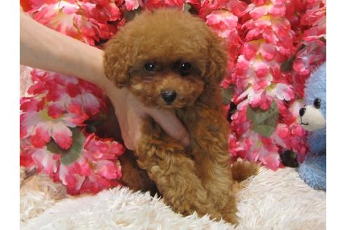 成約済の茨城県のトイプードル-56963の2枚目