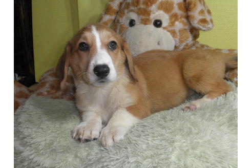 成約済の神奈川県のミックス犬-55339の2枚目