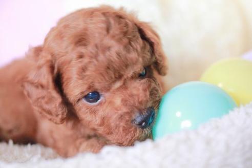 成約済の滋賀県のトイプードル-56555の5枚目