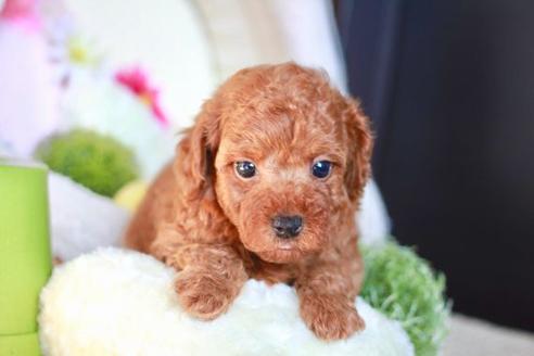 成約済の滋賀県のトイプードル-56555の1枚目