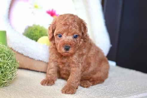 成約済の滋賀県のトイプードル-56555の4枚目