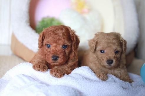 成約済の滋賀県のトイプードル-56555の3枚目