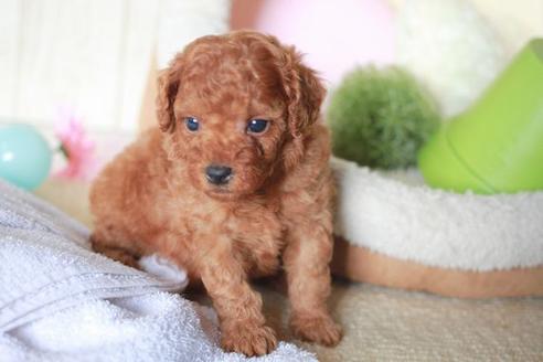 成約済の滋賀県のトイプードル-56555の2枚目