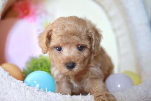 成約済の滋賀県のトイプードル-56557の1枚目