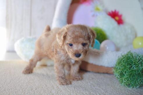 成約済の滋賀県のトイプードル-56557の4枚目