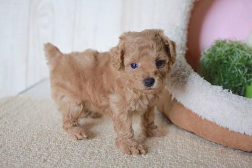 成約済の滋賀県のトイプードル-56557の3枚目