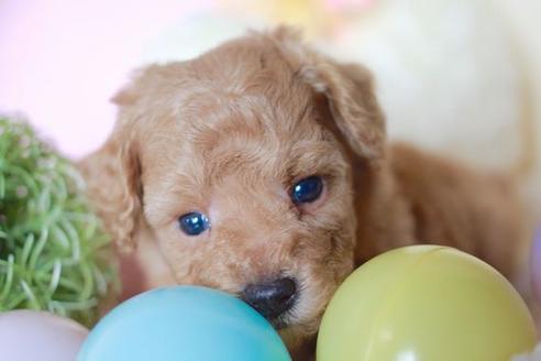 成約済の滋賀県のトイプードル-56557の2枚目