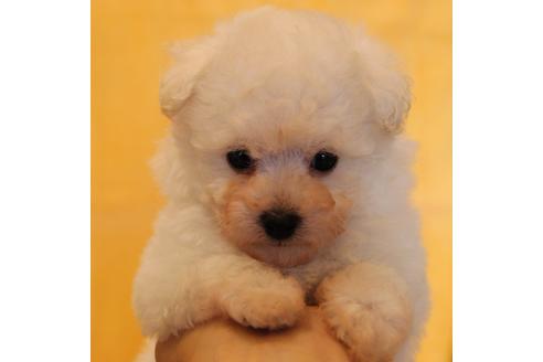 成約済の愛知県のトイプードル-55451の54枚目