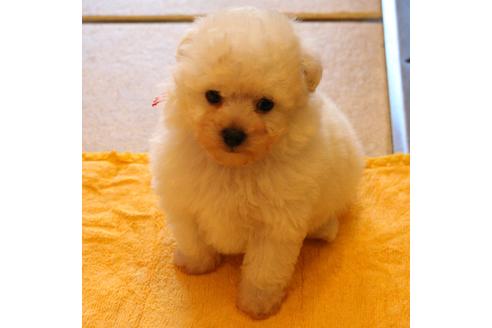 成約済の愛知県のトイプードル-55451の53枚目