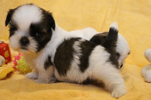 成約済の愛知県のシーズー-55576の9枚目